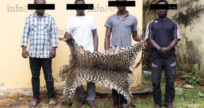 Lambaréné : 4 braconniers appréhendés avec 10 défenses d’ivoire et une peau de panthère