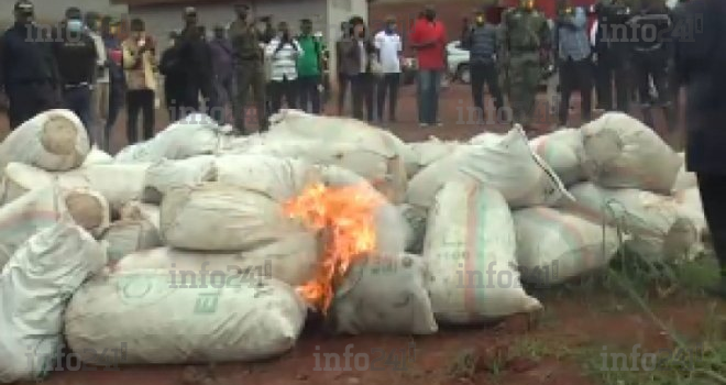Cameroun : les douanes font une saisie record de 250 kg de cannabis dans la capitale