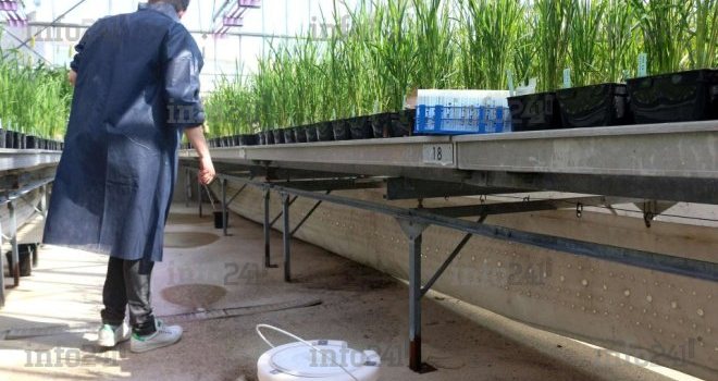 Science : Des chercheurs mettent au point une nouvelle espèce du riz résistante